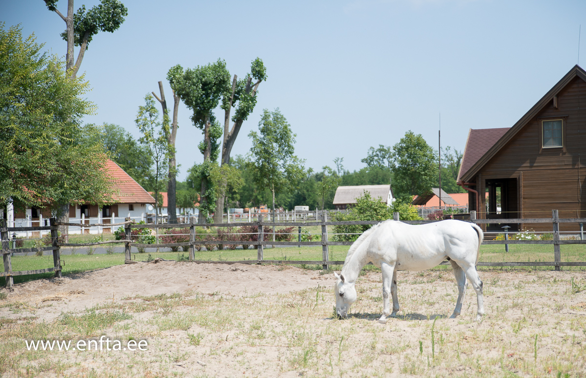 EFTC 2016 in Hungary